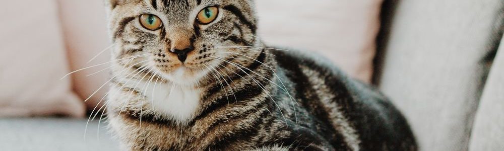 Kattpensionat – en trygghet för ägare