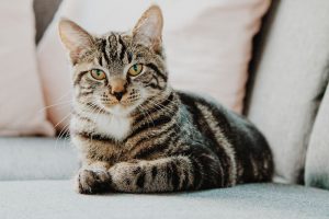 Kattpensionat – en trygghet för ägare